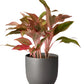 Aglaonema