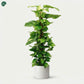Air Purifying Indoor Plant UAE