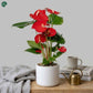 Anthurium Flamingo Flower Indoor Plant for Home Decor 