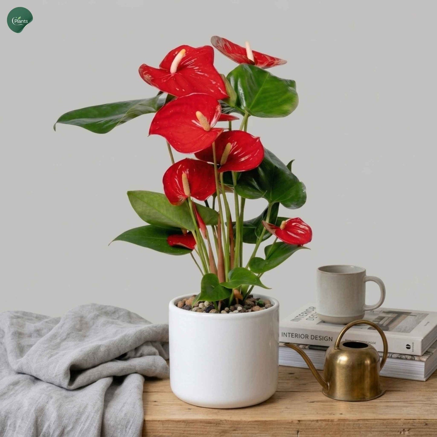 Anthurium Flamingo Flower Indoor Plant for Home Decor 