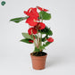 Anthurium Red Indoor Flowering Plant UAE 
