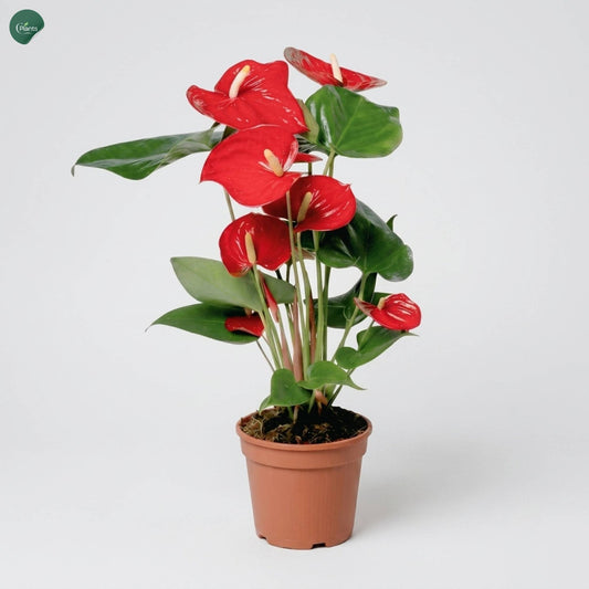 Anthurium Red Indoor Flowering Plant UAE 