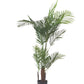 Areca Palm