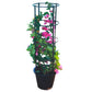 Bougainvillea 4 Sticks