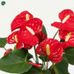 Buy Anthurium Indoor Flowering Plant Online UAE 