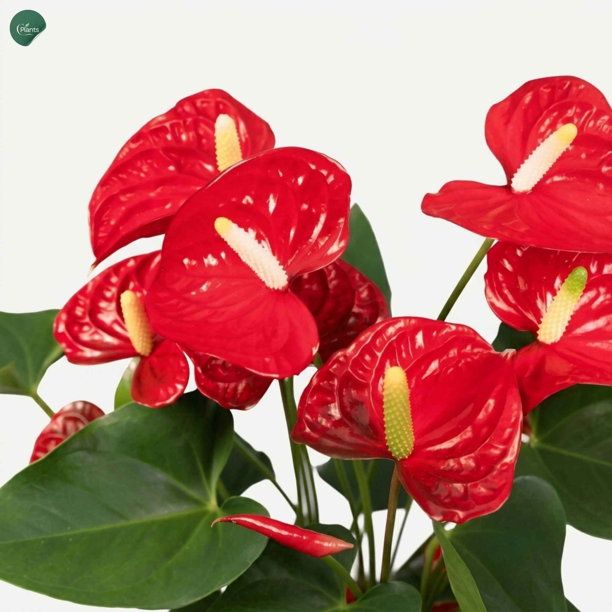 Buy Anthurium Indoor Flowering Plant Online UAE 