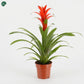 Buy Guzmania Bromeliad Indoor Plant Online UAE 