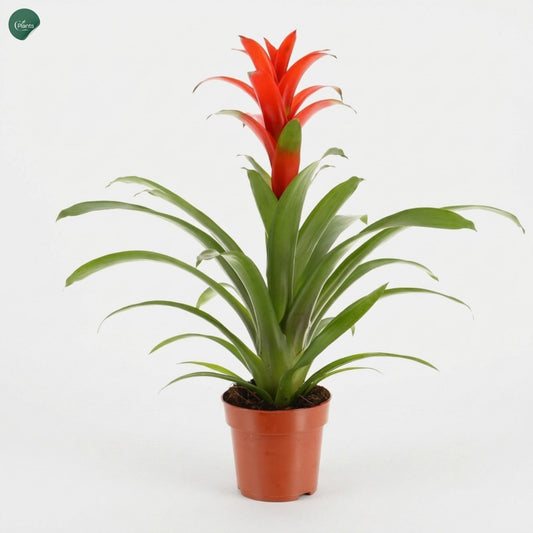 Buy Guzmania Bromeliad Indoor Plant Online UAE 