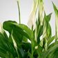 Buy Premium Peace Lilly-1 (Spathiphyllum) Indoor Plant | Dubai UAE