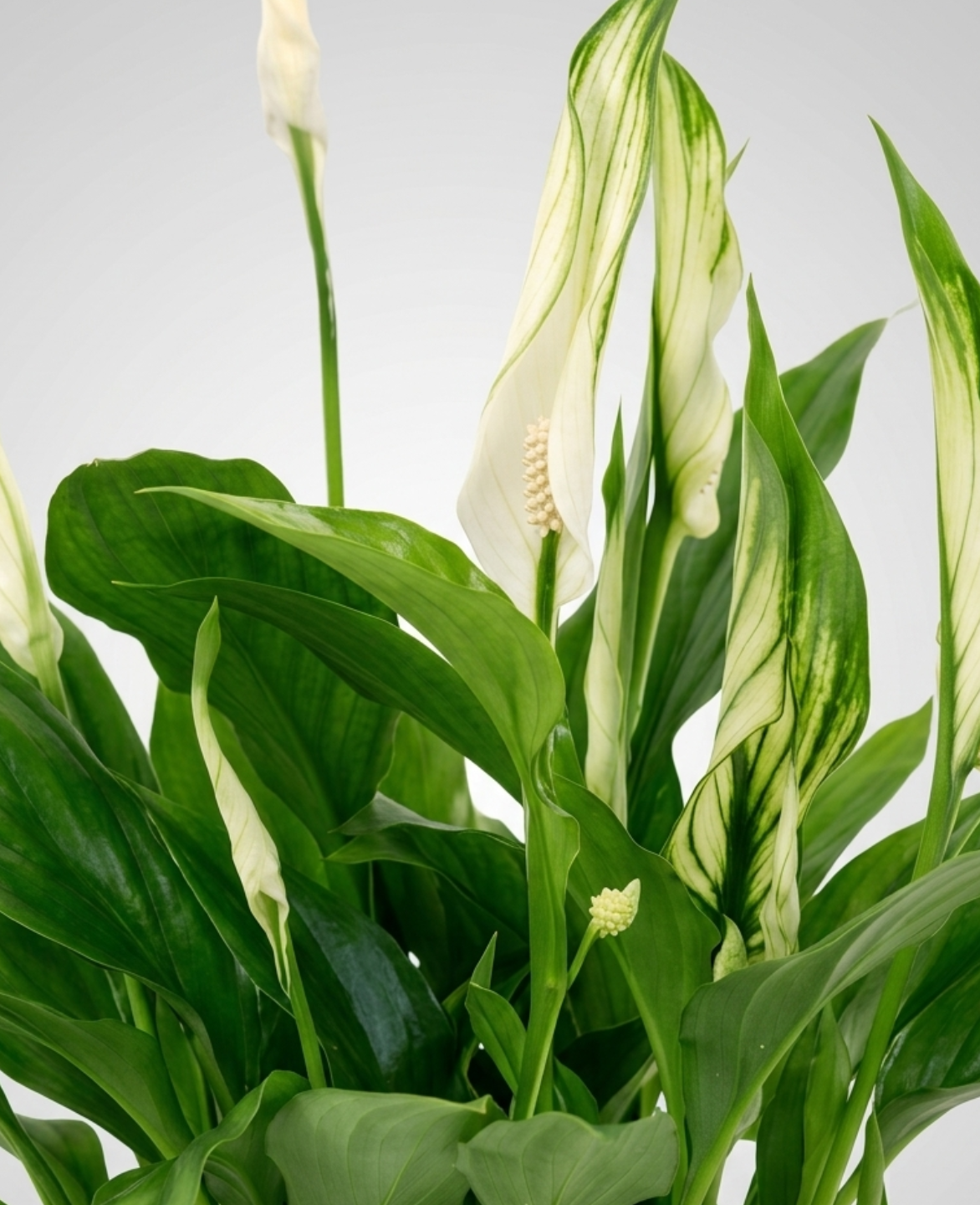 Buy Premium Peace Lilly-1 (Spathiphyllum) Indoor Plant | Dubai UAE