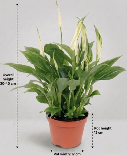 Buy Premium Peace Lilly-2 (Spathiphyllum) Indoor Plant | Dubai UAE