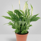 Buy Premium Peace Lilly (Spathiphyllum) Indoor Plant | Dubai UAE