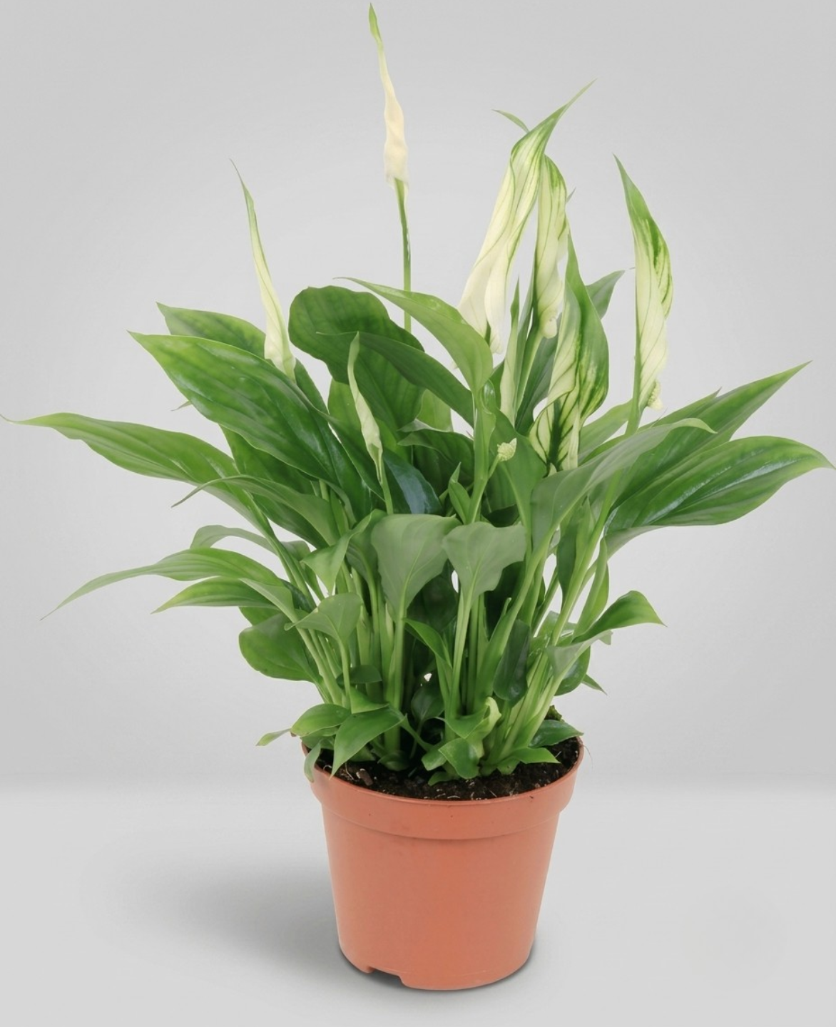 Buy Premium Peace Lilly (Spathiphyllum) Indoor Plant | Dubai UAE