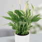 Buy Premium Peace Lilly (Spathiphyllum) Indoor Plant with white ceramic pot| Dubai UAE