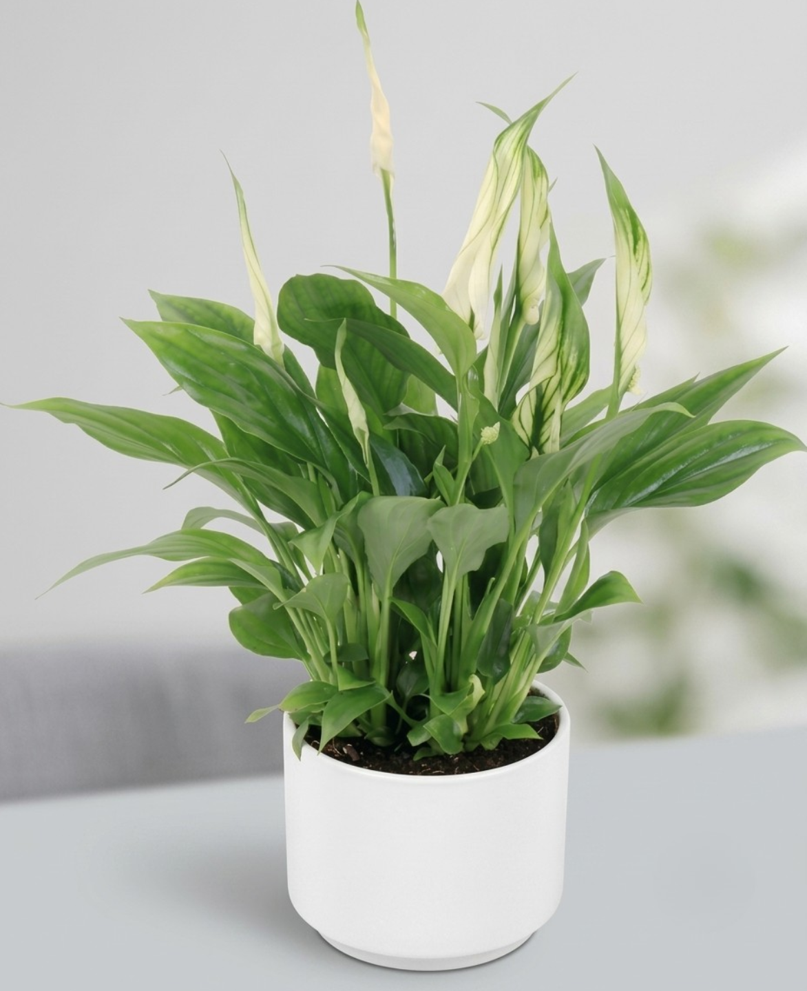 Buy Premium Peace Lilly (Spathiphyllum) Indoor Plant with white ceramic pot| Dubai UAE
