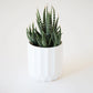 Zebra Cactus