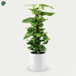 Climbing Money Plant Moss Pole