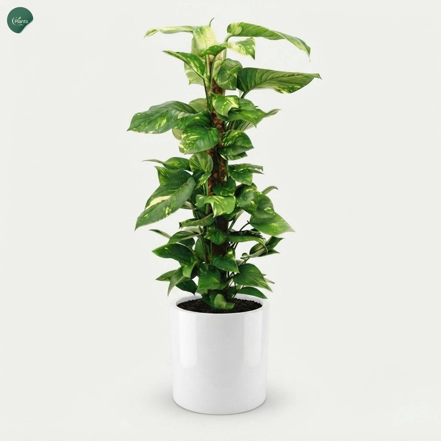Climbing Money Plant Moss Pole