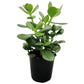 Crassula ovata