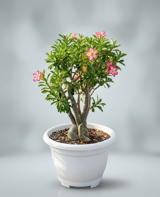 Buy Premium Desert Rose Plant_Outdoor Flowering Plant UAE_cplants.ae