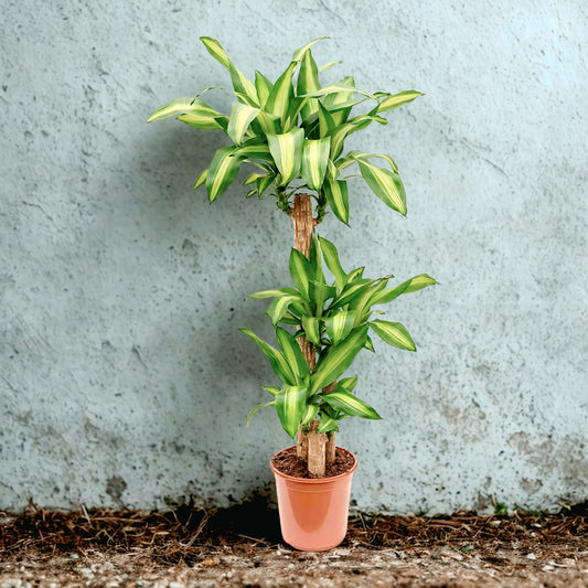 Dracaena Massangeana Plant in Dubai, UAE