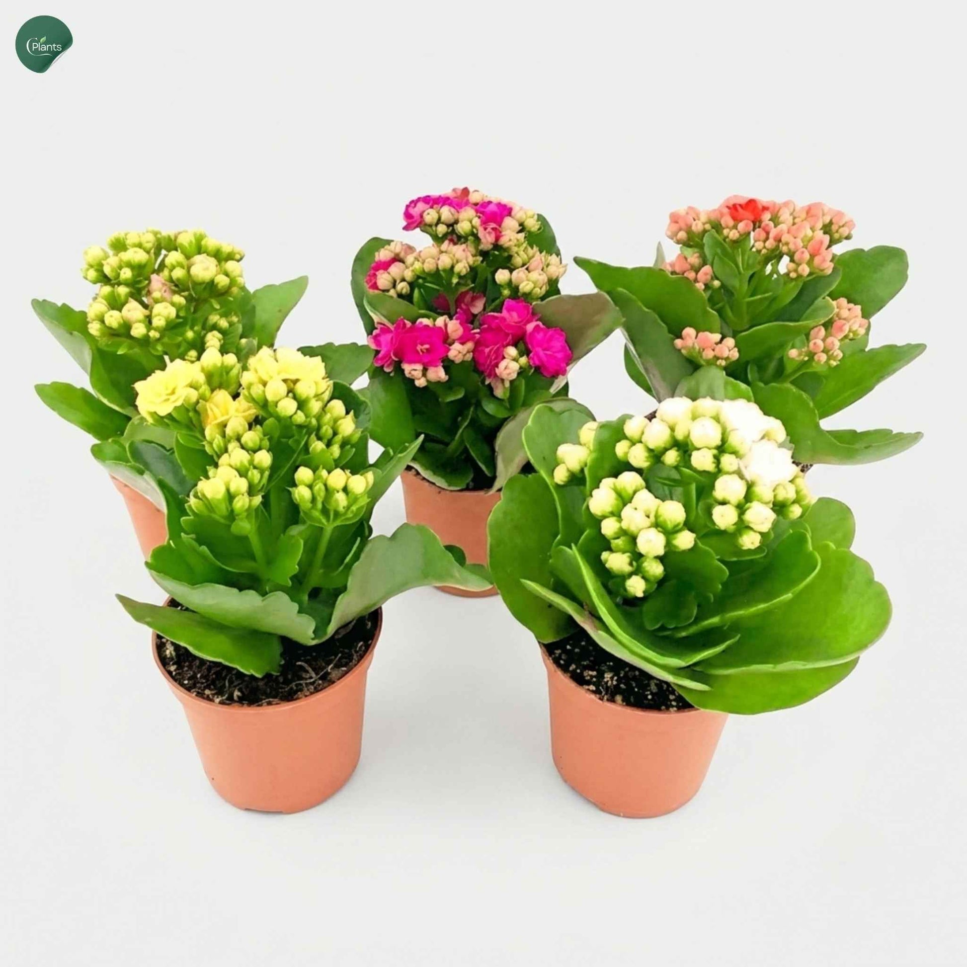 Easy Care Indoor Flowering Plant for Office Dubai 