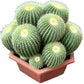 Golden Ball Cactus