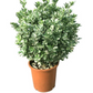 Evergreen Euonymus
