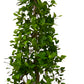 Ficus Panda Narrow Shape