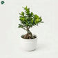 Ficus Bonsai Small in decorative ceramic pot 