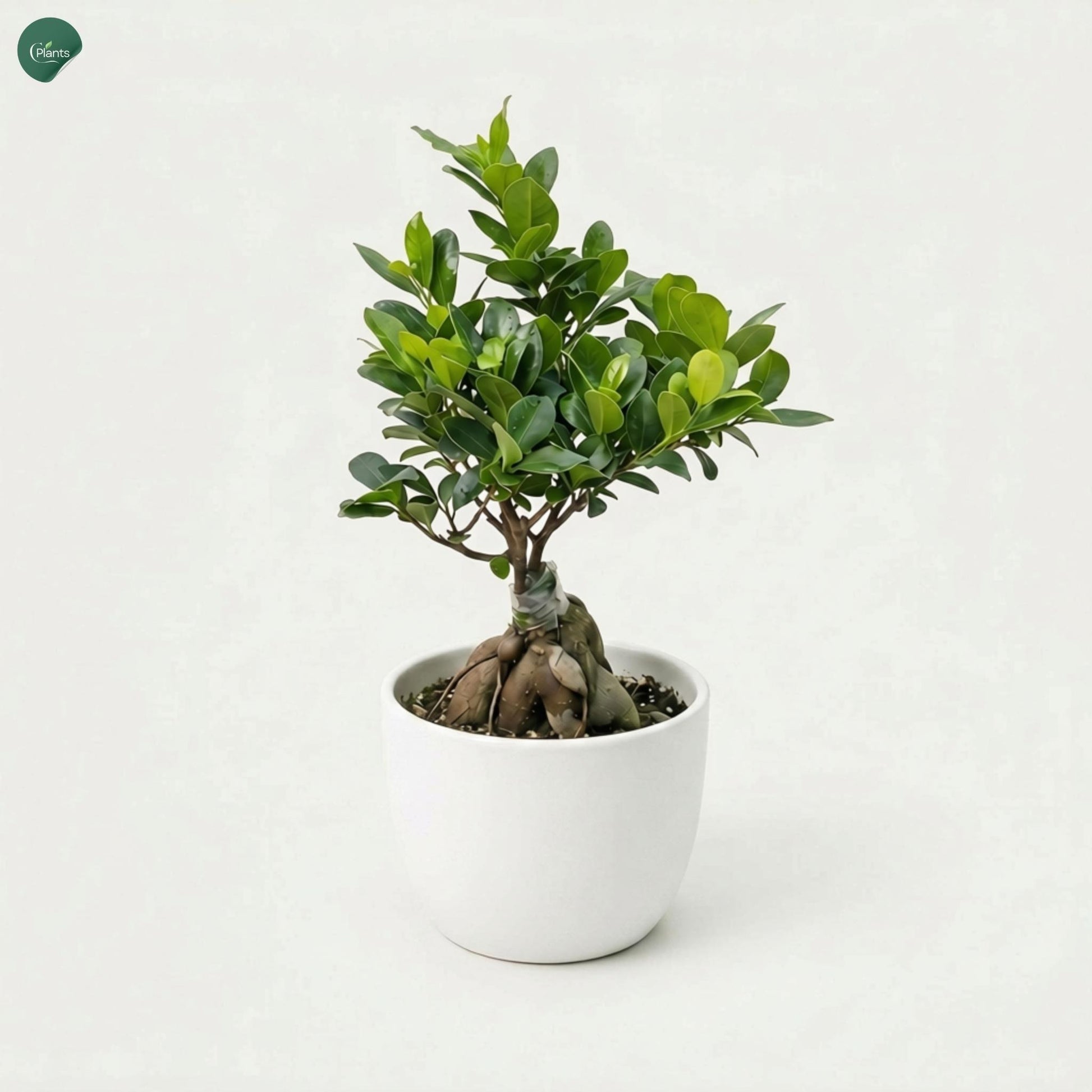 Ficus Bonsai Small in decorative ceramic pot 