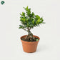 Ficus Bonsai Small indoor plant in nursery pot UAE 