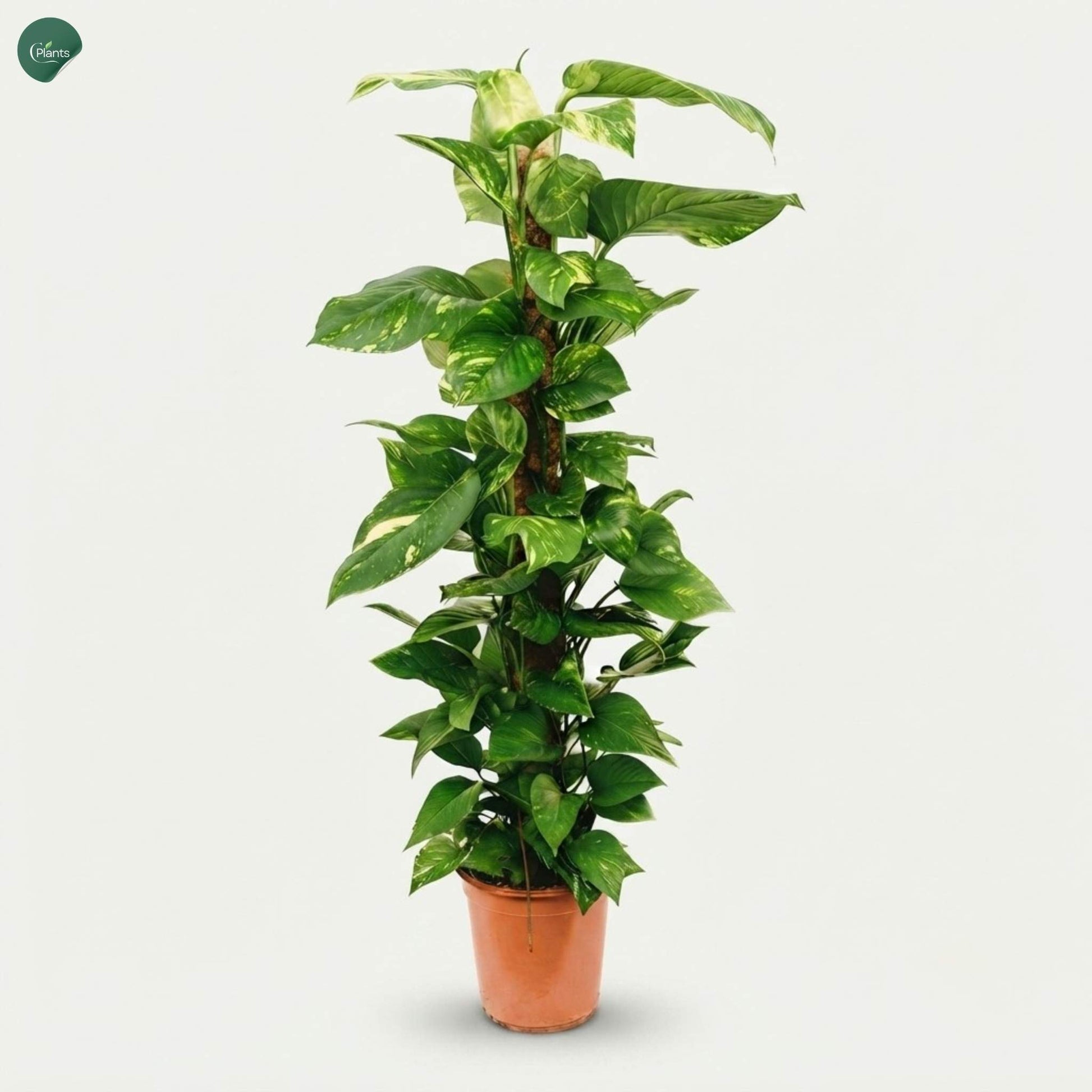 Golden Pothos Moss Stick Indoor Plant UAE