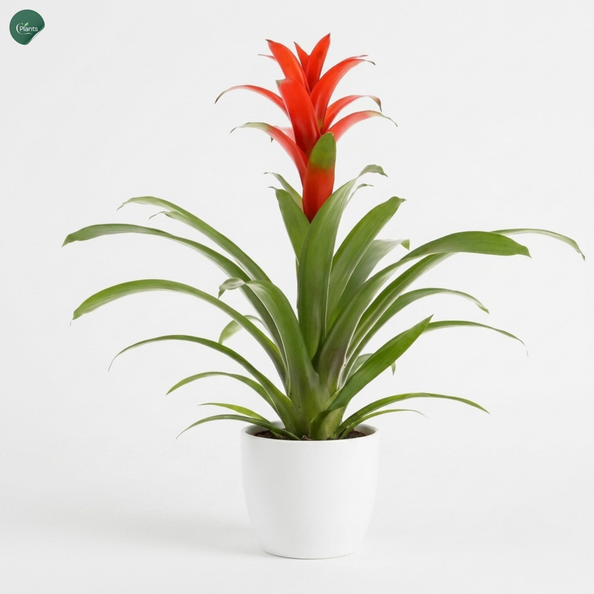 Guzmania Indoor Flowering Plant in Decorative Pot UAE 