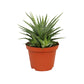 Haworthiopsis Fasciata - Zebra Plant