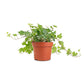 Ivy Plant (Hedera helix)