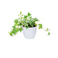 Ivy Plant (Hedera helix)