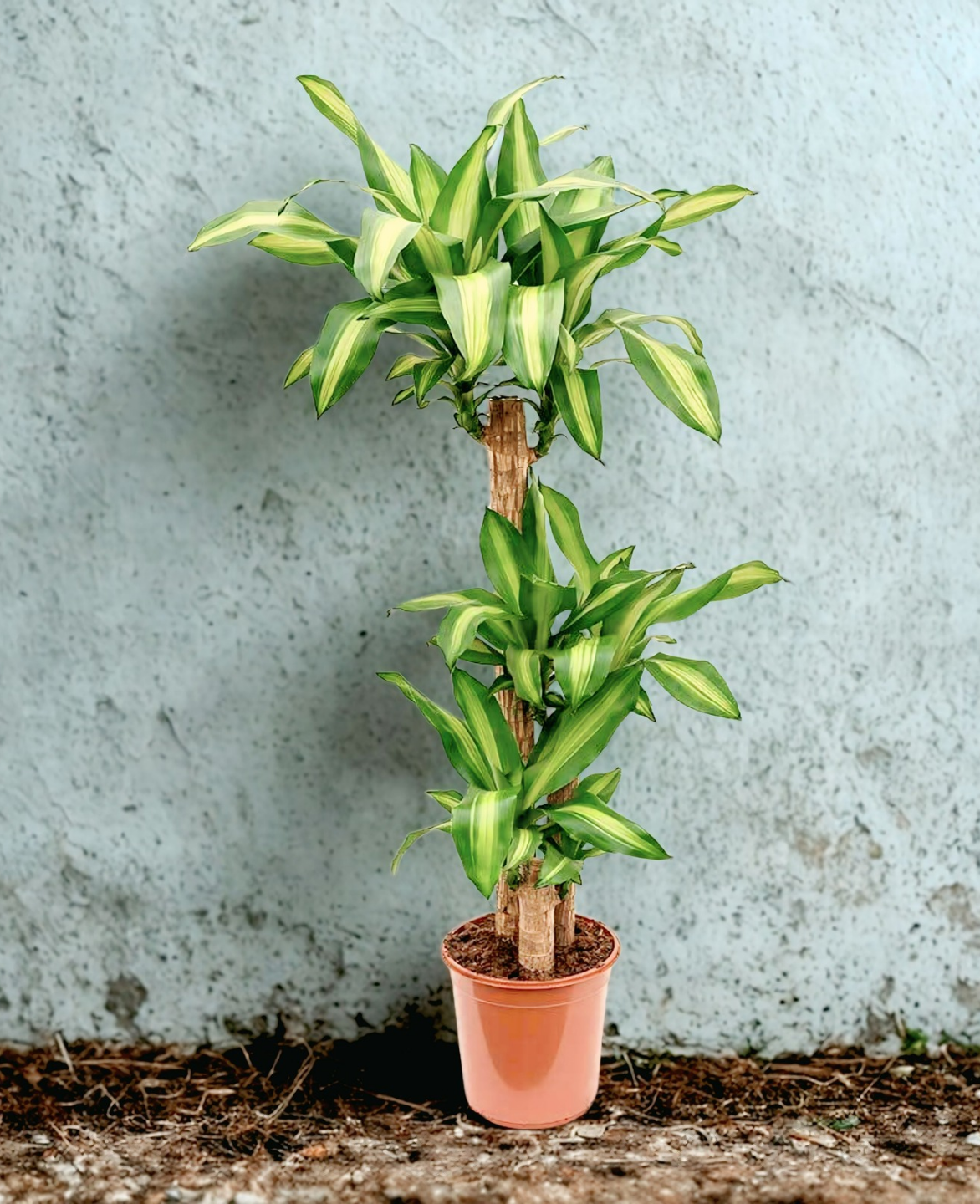 dracaena massangeana indoor plant Buy Dracaena Massangeana