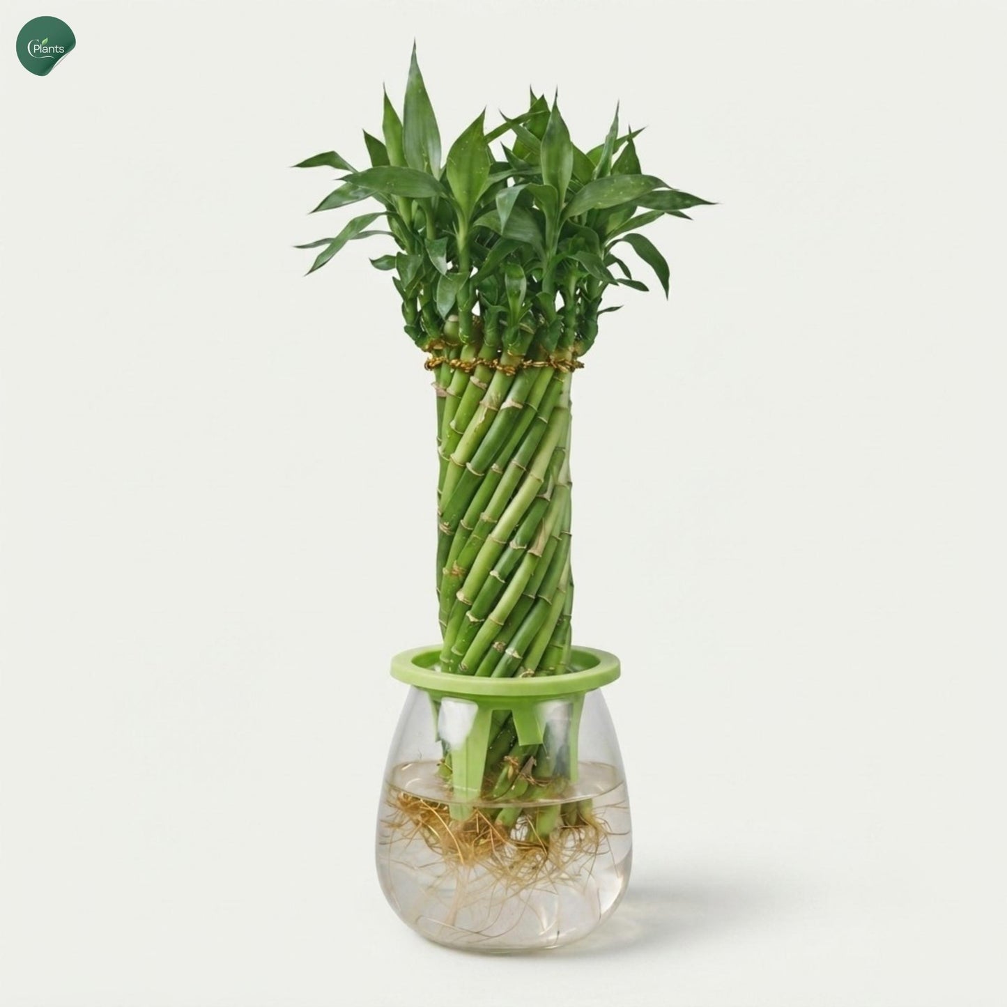 Indoor table top Lucky Bamboo decor plant