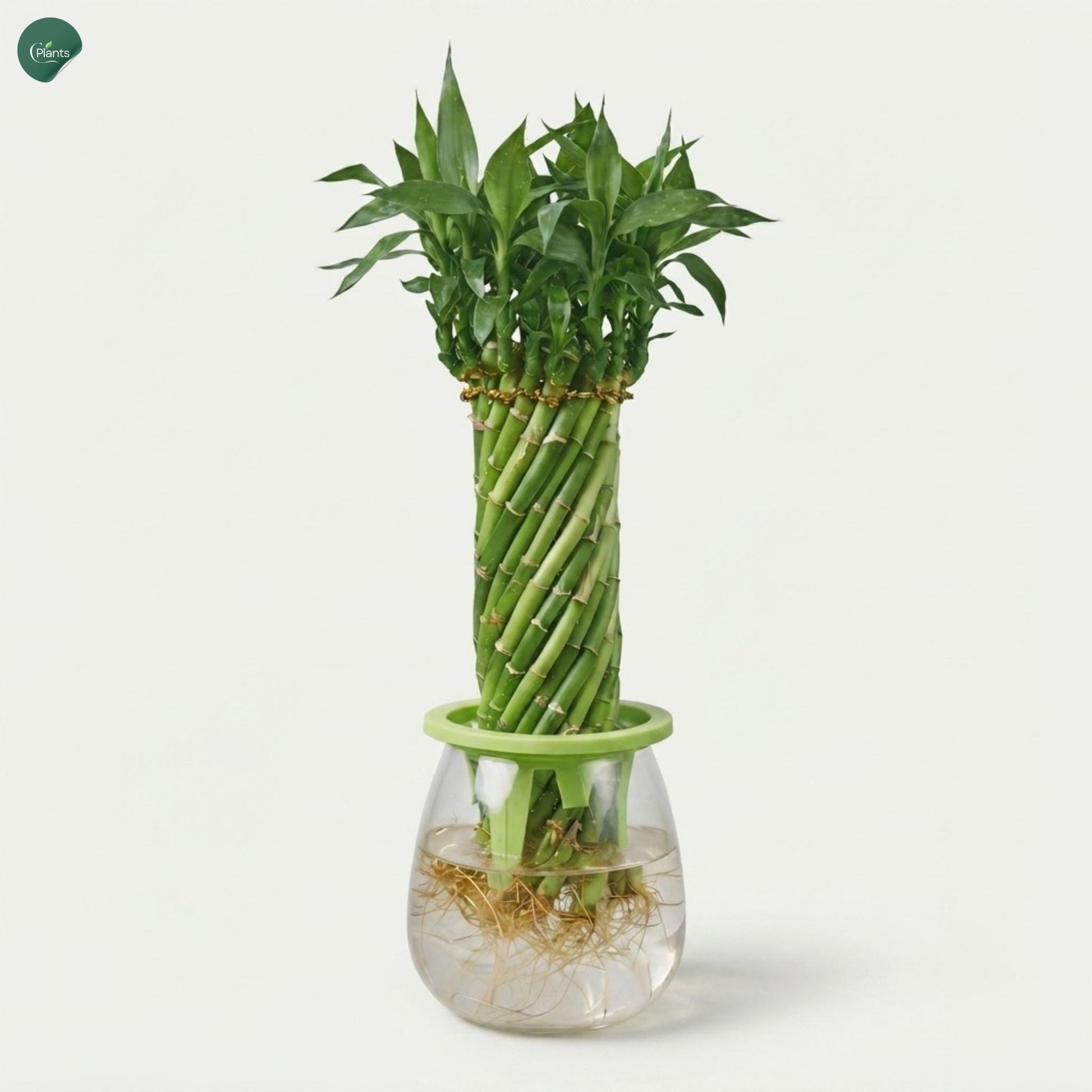 Indoor table top Lucky Bamboo decor plant