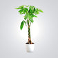 IndoorplantsDubai_Pachira_cplants.ae