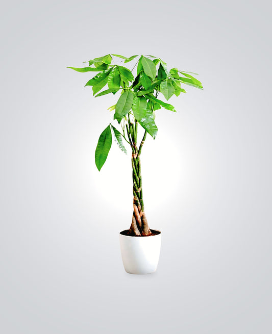 IndoorplantsDubai_Pachira_cplants.ae