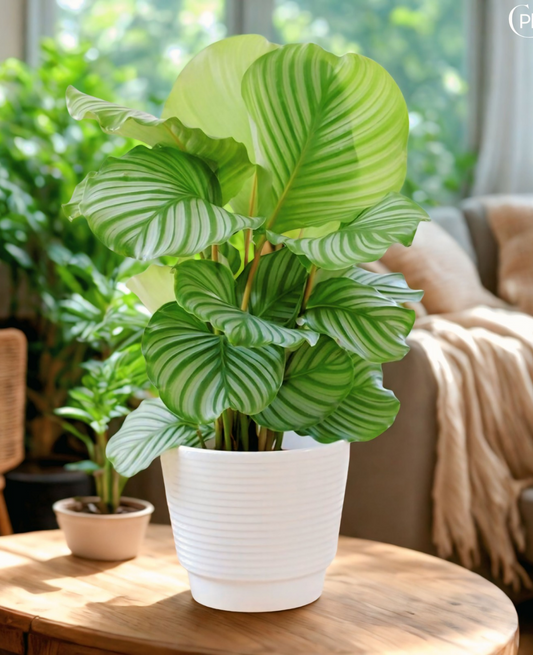 Indoorplantsdubai_Calathea Orbifolia_cplants.ae
