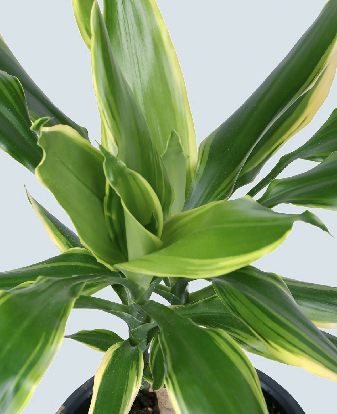 Indoorplantsdubai_DracaenaGoldenCoast1_cplants.ae