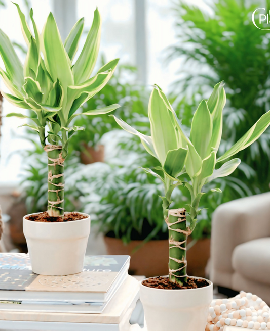 Indoorplantsdubai_DracaenaGoldenCoast_cplants.ae