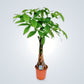 Indoorplantsdubai_Pachira1_cplants.ae