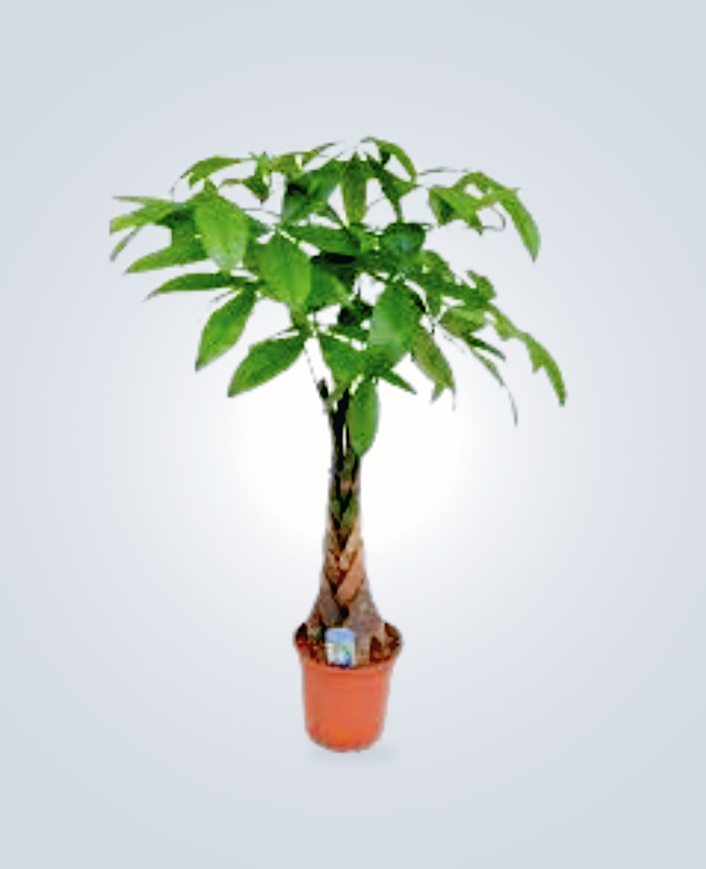 Indoorplantsdubai_Pachira1_cplants.ae