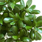 Jade plant