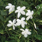 Jasminum Grandiflora