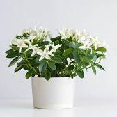 Jasminum Grandiflora